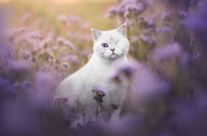 Feline Portrait Finalist Veronika Blazekova