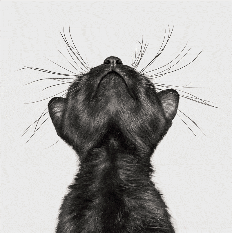 Katie Brockman took out overall winner of the International Pet Photography Awards 2025