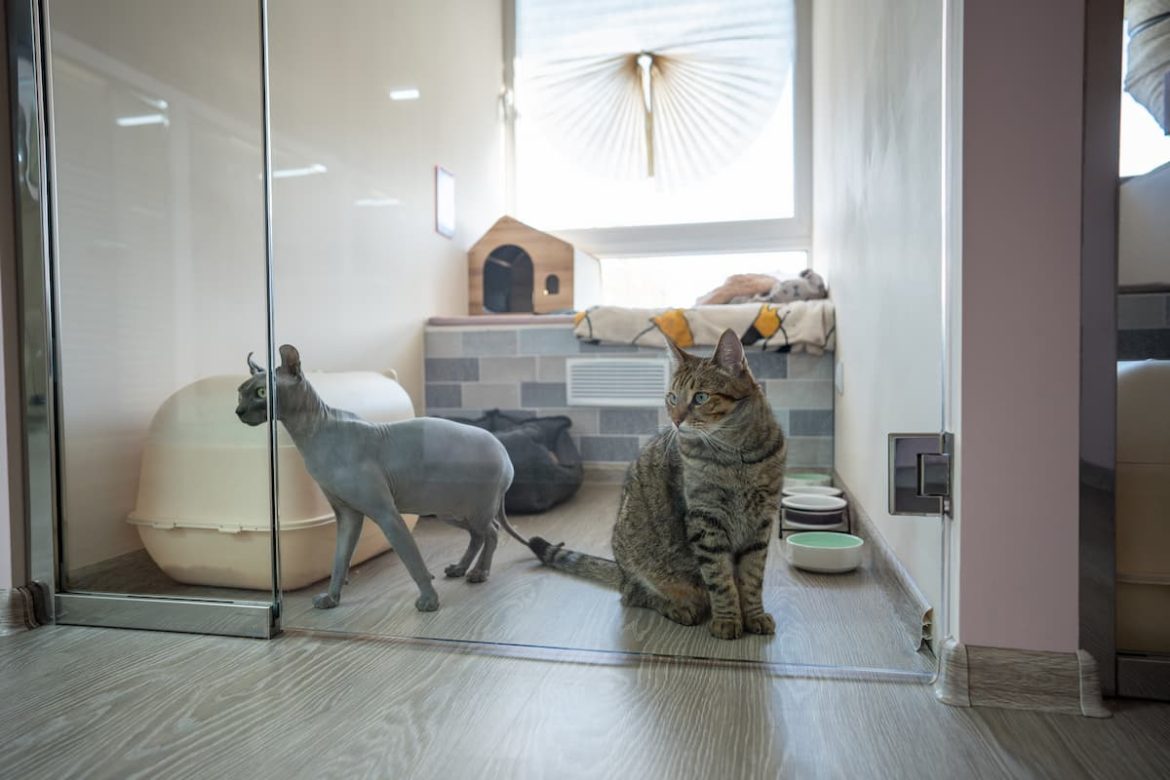 Cat hotel v cat sitter: We explore the differences