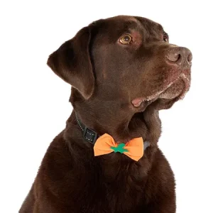Here's a simple but still spooky halloween costume for pets