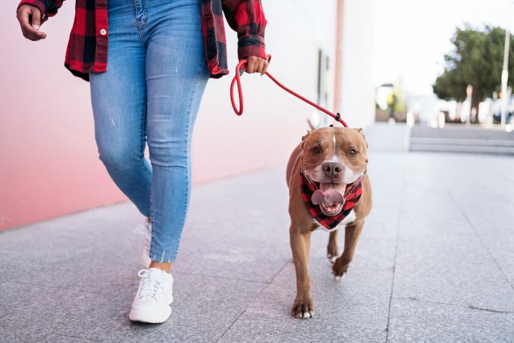top tips for safe dog walks