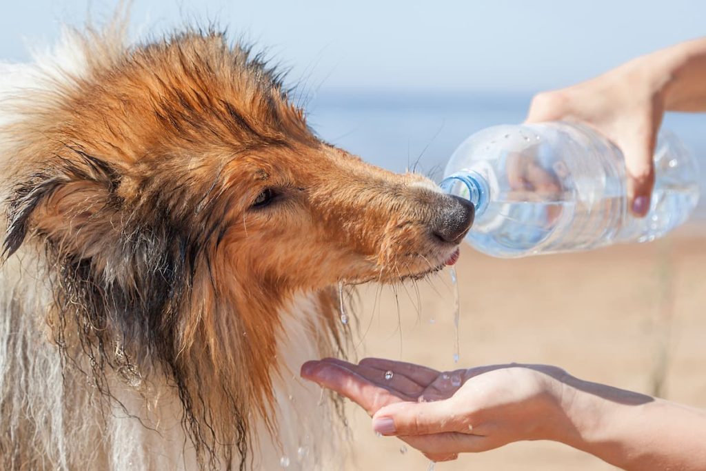 make sure your dog always has plenty of water to stay hydrated