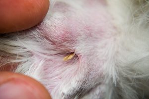 Grass seeds in dogs