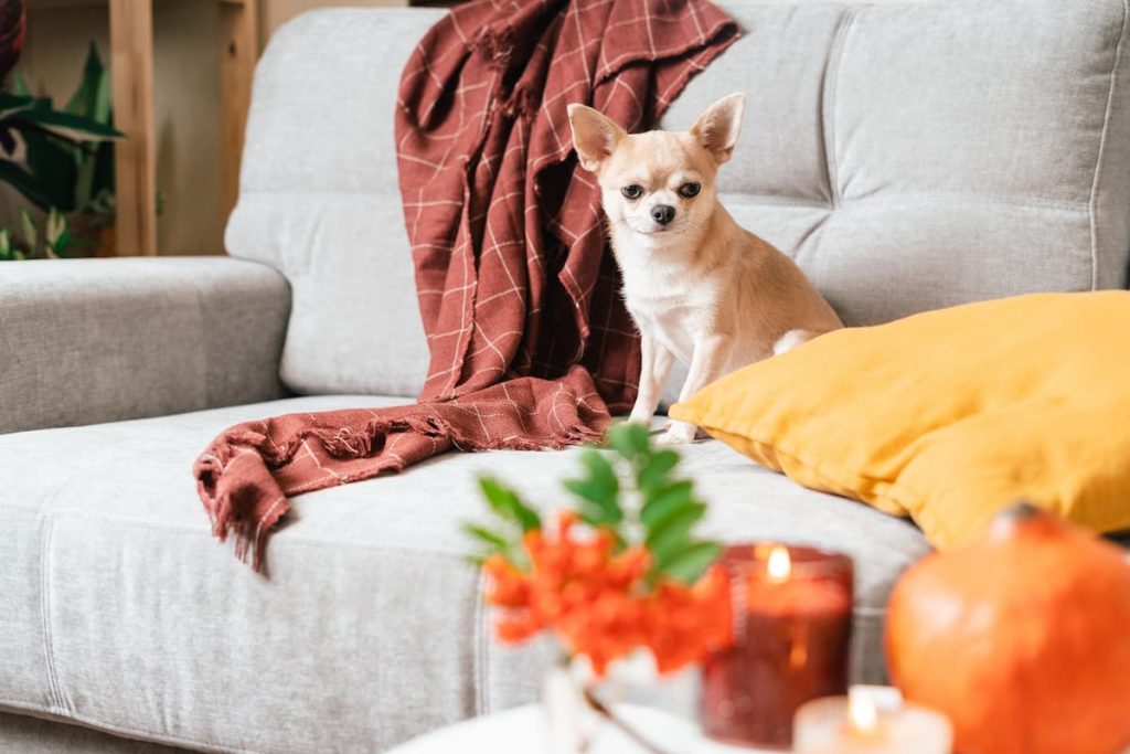 are candles toxic to pets
