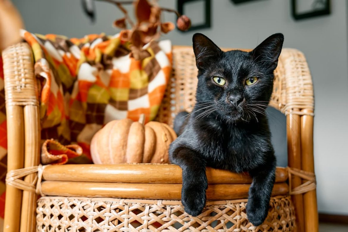 shutterstock_2191591089 (1) Are black cats bad luck?
