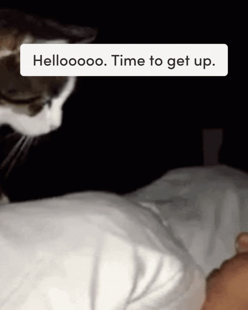 Signs your pet owns you - they wake you up