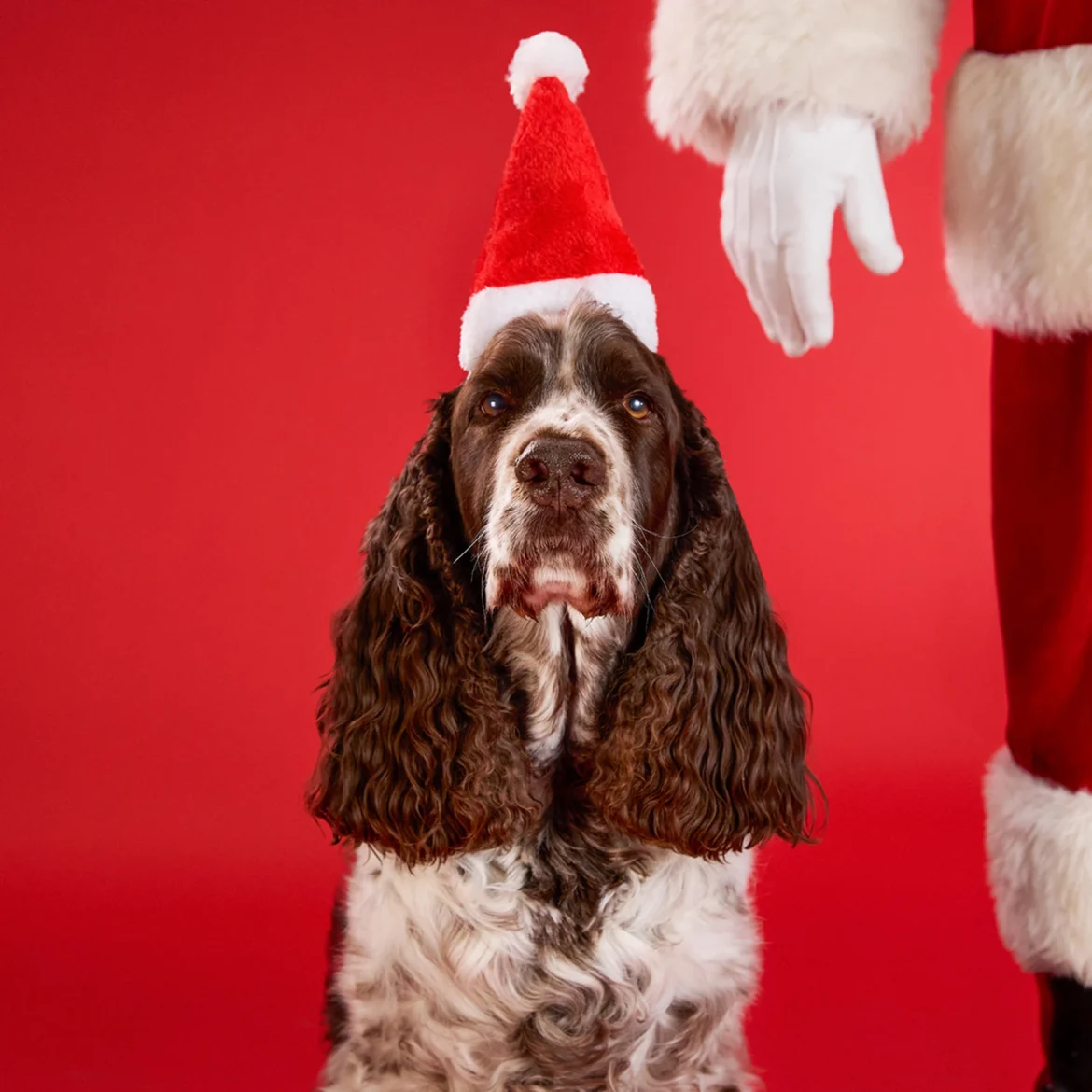 pet santa photos