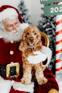 santa pet photos are gorgeous but can be overwhelming, so here are some tips to help them settle in and enjoy!