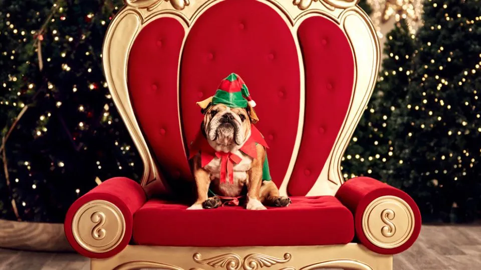 Things to remember when organising pet santa photos