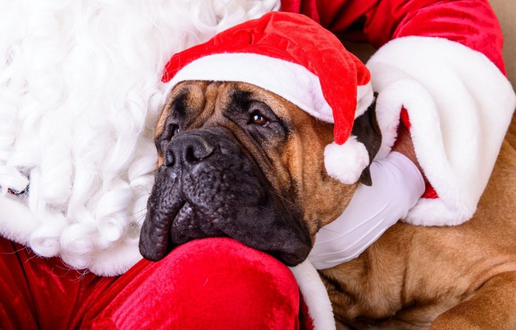 Always make sure they're comfortable when getting their santa pet photos 