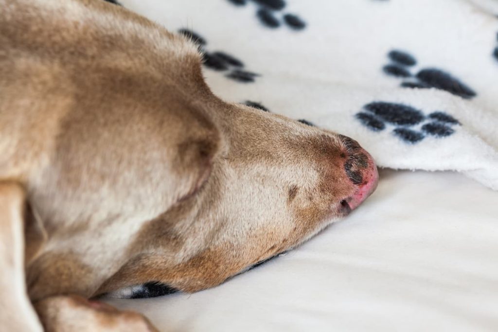 sunscreen for dogs will prevent nasty burns and skin cancer