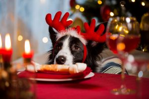 make xmas lunch a pet safe one