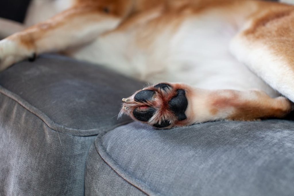 when dogs lick their paws, they can become red and irritated