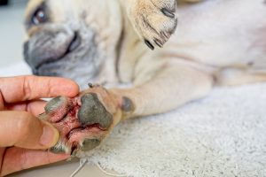 If your dogs been licking their paws constantly, check to see what the cause might be