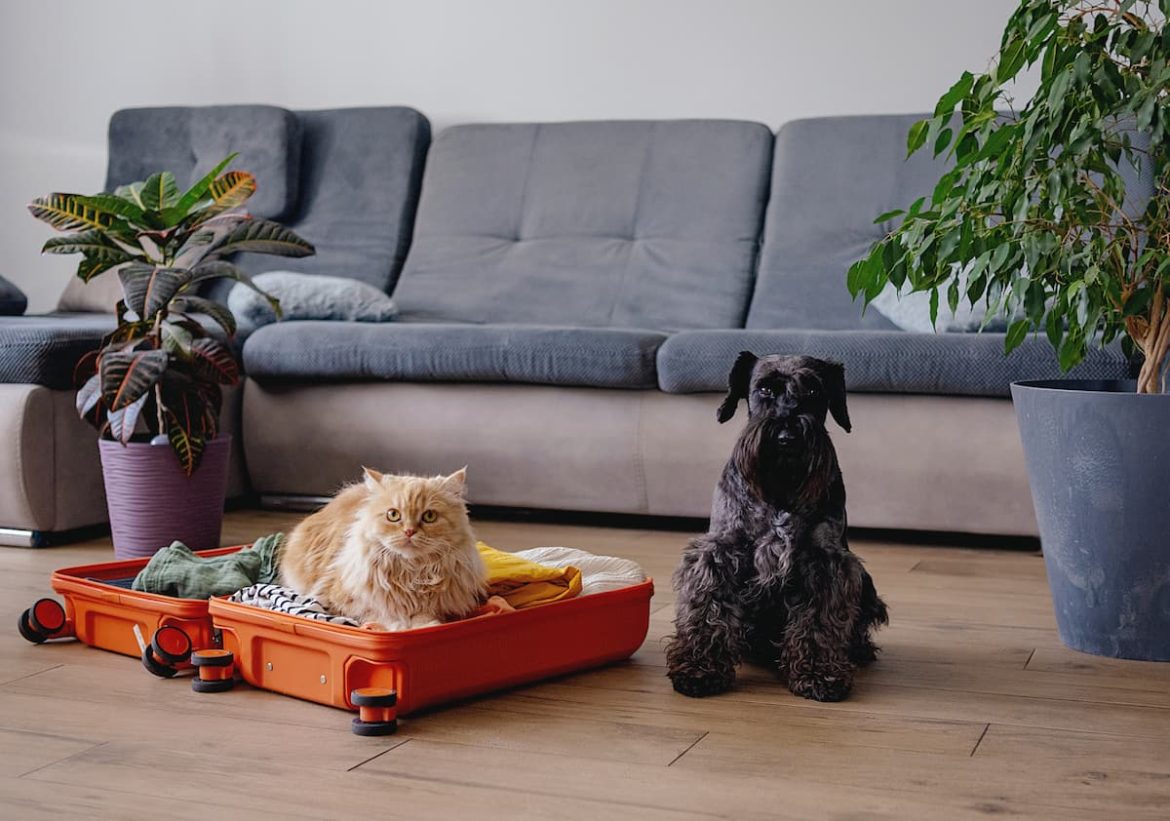 What to pack for your Pet Sitter