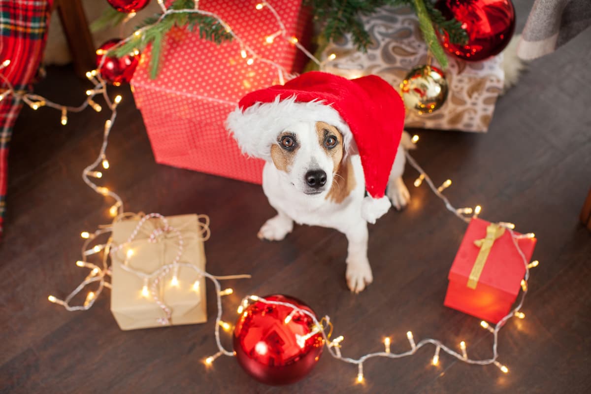 xmas decorations can easily become a hazard for pets