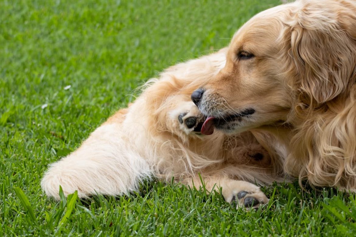 why do dogs lick their paws?