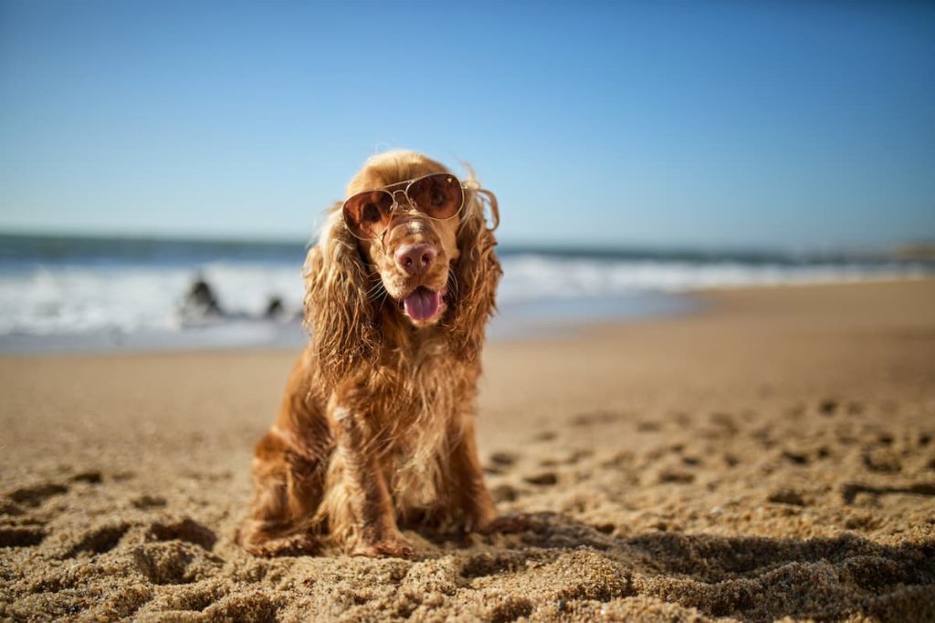 dogs and sunscreen is a must-have combination if they're outdoors