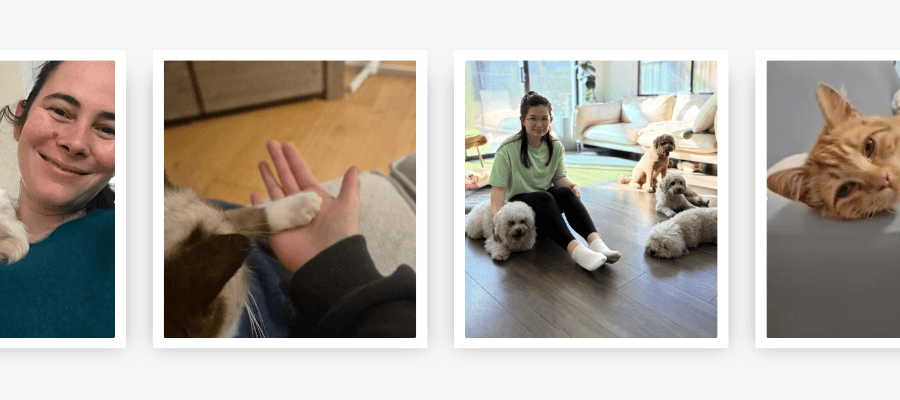 Award winning pet sitting