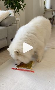 date night dog painting challenge activity