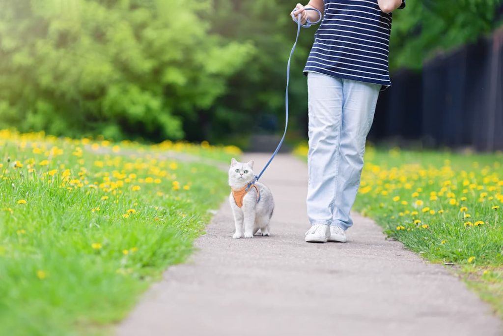 Want to know how to train a cat to walk on a harness?