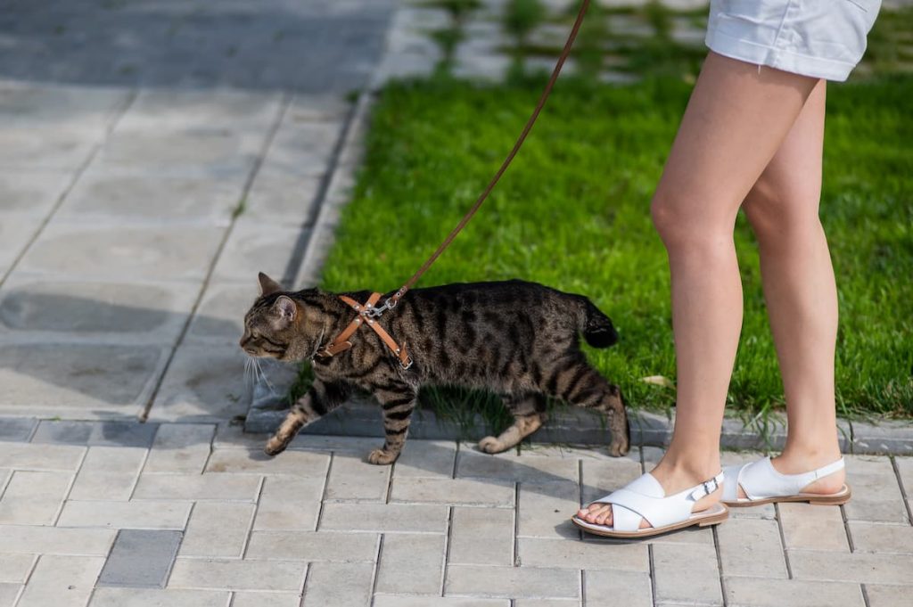 Simple steps to walk your cat in a harness