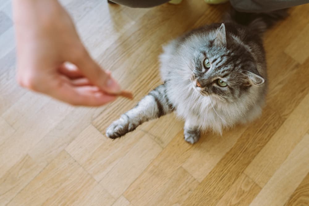 train a cat with treats or chin scratches
