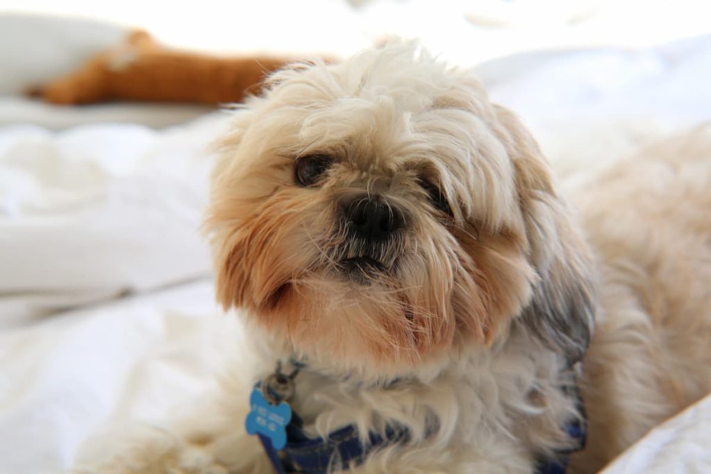 fur staining is common, but can be treated