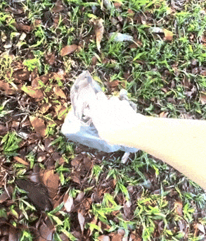 How to check for a healthy poo