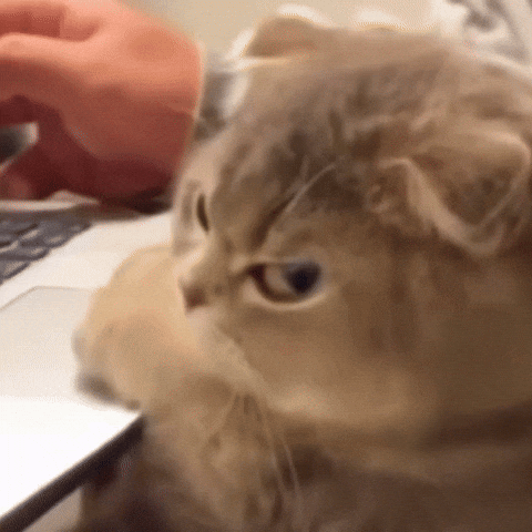 cat stare side eye hits hard