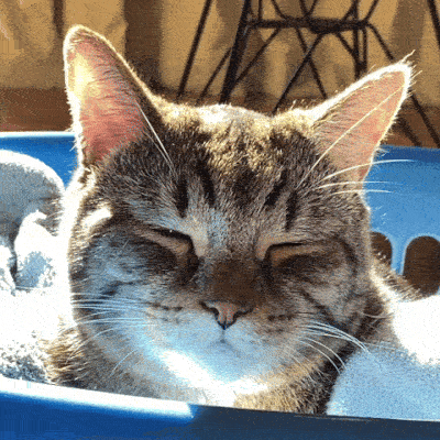 Cat slow blink stare