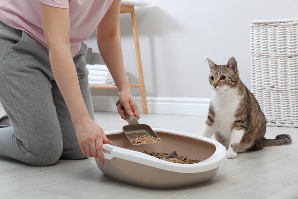 Cat poo inspection is important 