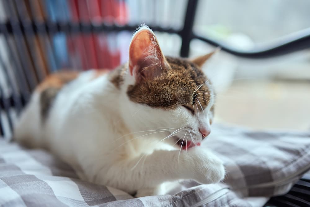 Excessive licking and grooming can be a sign of pet anxiety