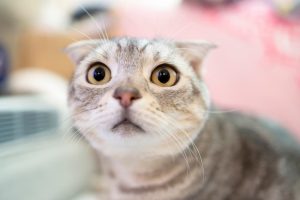 A cat looks scared when they're eyes are wide and their ears pin back