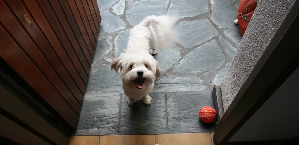 Is their greeting you at the door excitedness or a sign of pet anxiety?