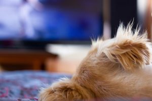 Does calming music for dogs help?