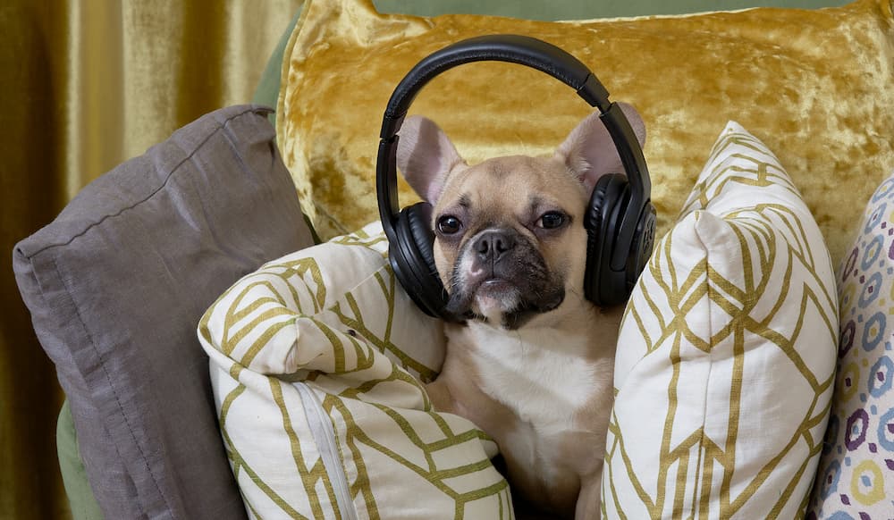calming music can help dogs with anxiety