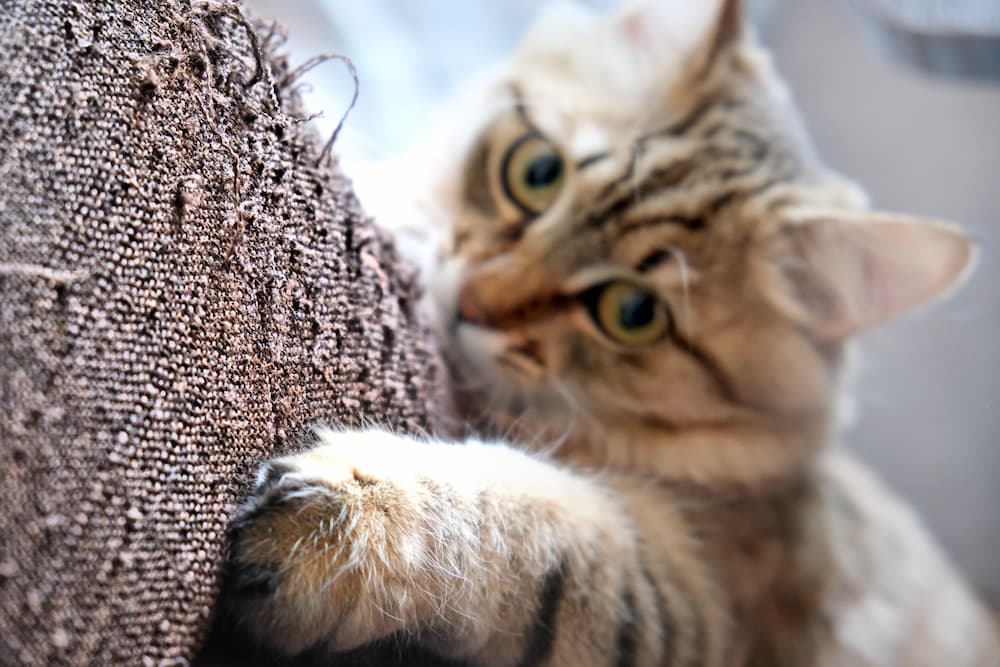cats scratching furniture could be a sign of pet anxiety