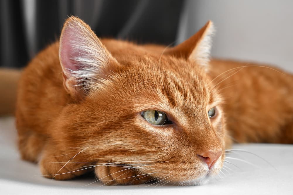 How long can you leave cats home alone for?