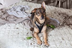 Destructive behaviour can be a sign of separation anxiety in dogs