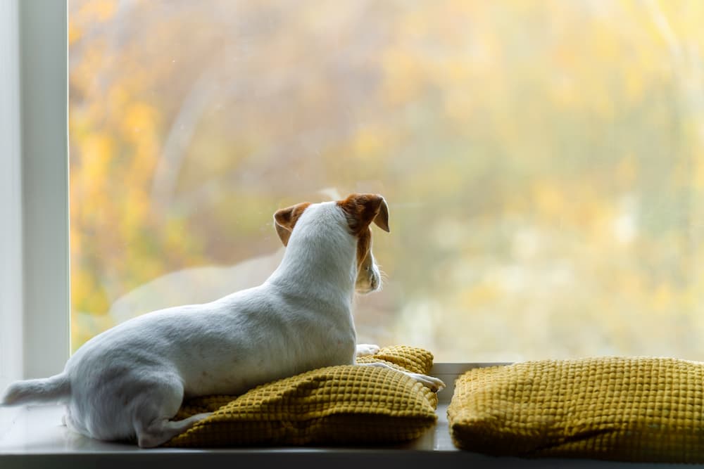 How long can you leave pets home alone for?