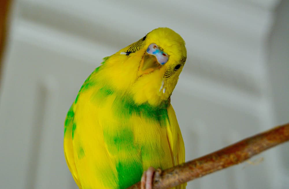 How long can you leave a bird home alone for?