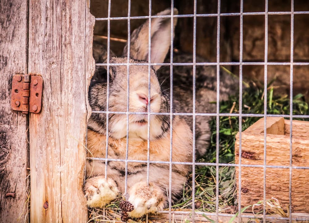 How long can you leave a rabbit home alone for?