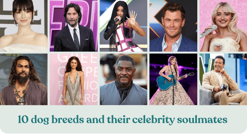 10 dog breeds and their celeb soulmates