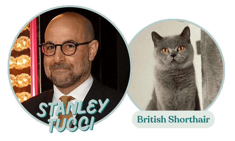 We're obsessed with Stanley Tucci in The Devil Wears Prada movies. This celebrity personality traits' match with one of the world's most popular cat breeds is spot on!