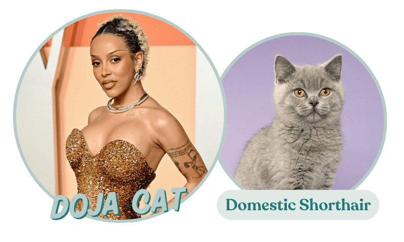 Doja cat has to be in this list somewhere, right?! Her celebrity personality matches a Domestic Shorthair cat breed best, we think.