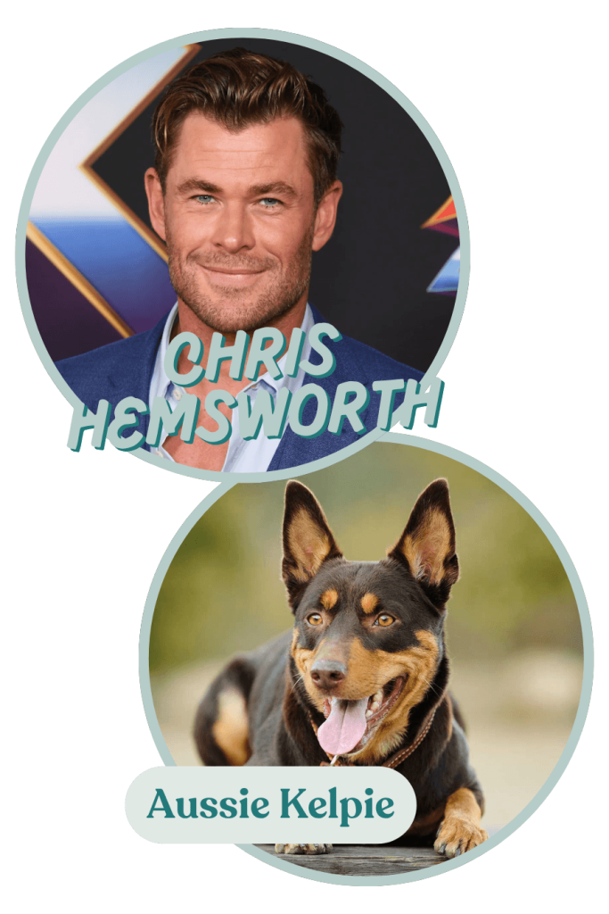 Chris Hemsworth's personality is much like a Australian Kelpie