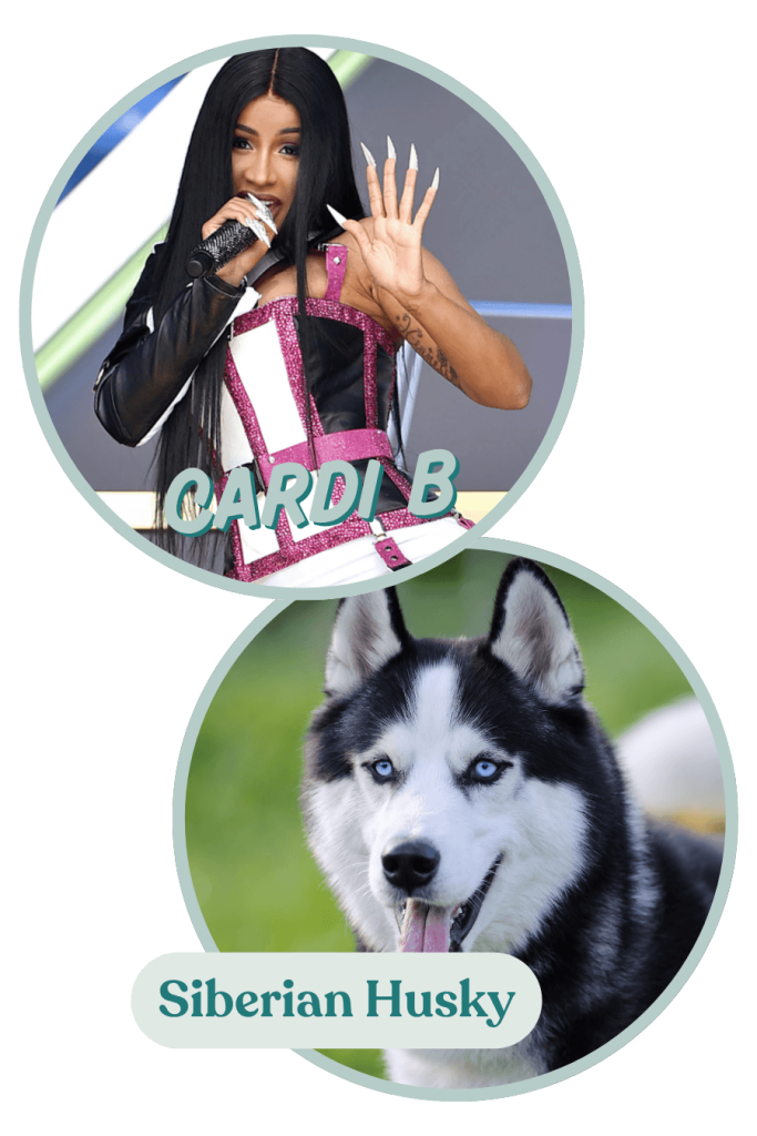 Cardi B resembles the vocal dog breed that is a Siberian Husky