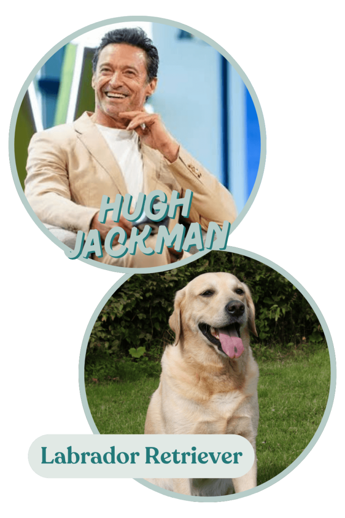 We think Hugh Jackman's personality matches the beloved Labrador perfectly!