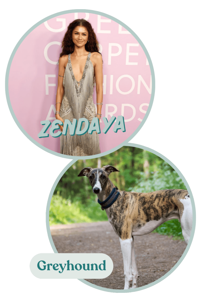 When it comes to celebrity personalities as dog breeds, we think Zendaya fits the endless wonder of a Greyhound perfectly!